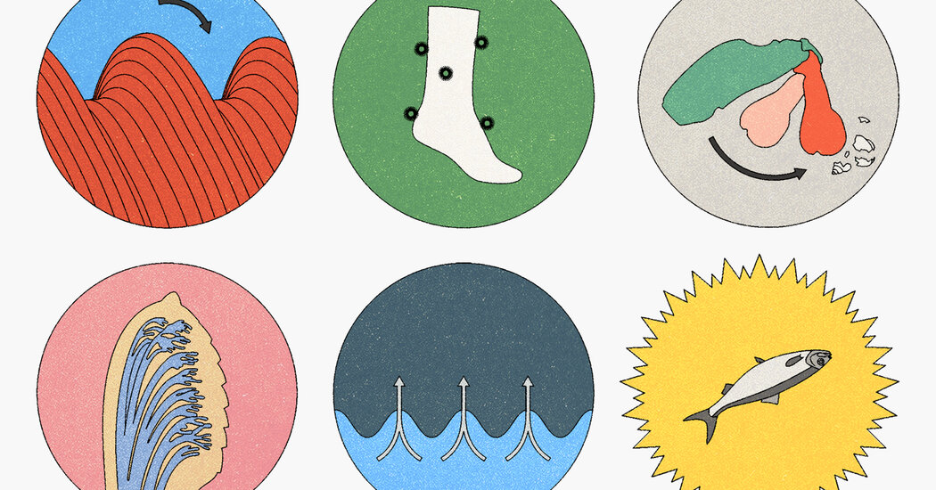 Discovering Inspiration from Evolution: The Inventors’ Journey